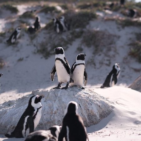 penguns-boulders-beach-cape-town-simons-town