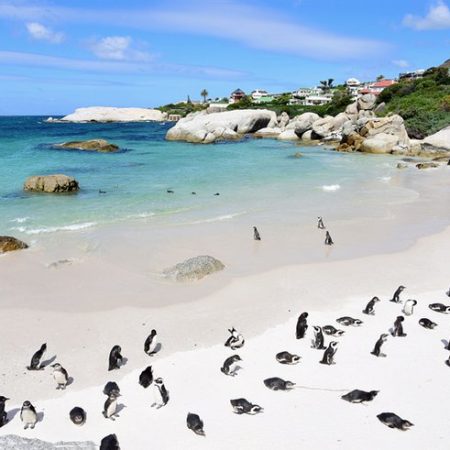 south-africa-cape-town-top-beaches-boulders-beach