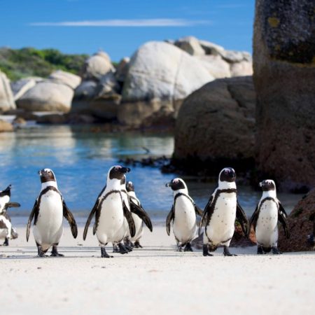 springboard_to_africa_1-800x550